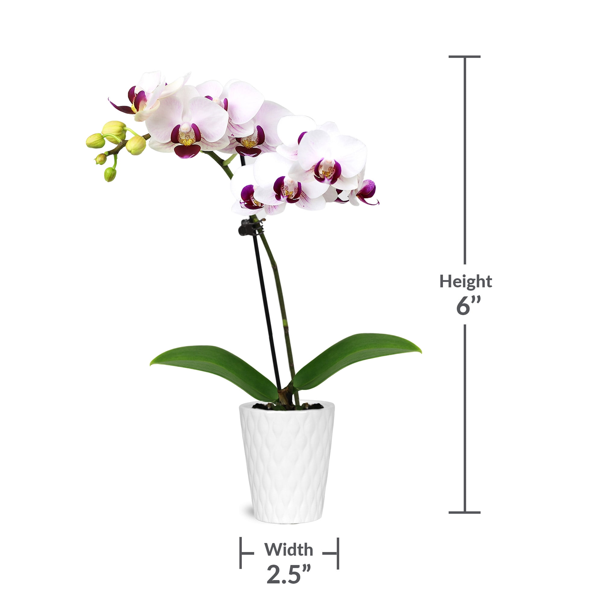 Just Add Ice 20-Pack Mini Multicolor Orchids Live Plant Party Favors, 6-10" Height in 2.5" Diamter White Ceramic, House Plant