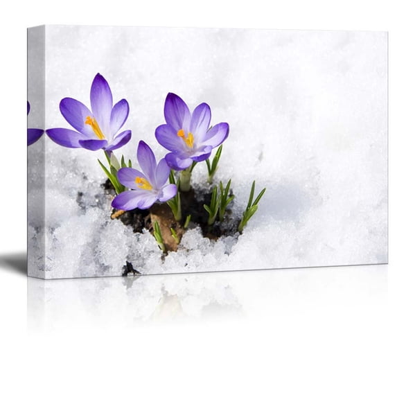 Canvas Prints Wall Art - Beautiful Flower Crocuses in Snow | Modern Wall Decor/Home Decoration Stretched Gallery Canvas Wrap Giclee Print & Ready to Hang -24" x 36"
