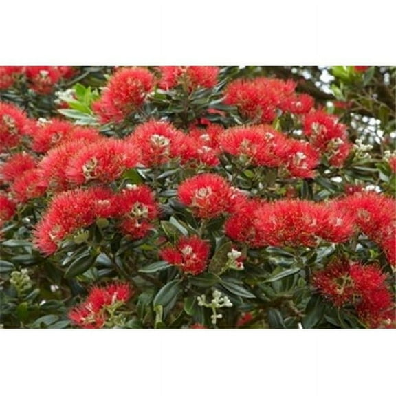 Native Pohutukawa Flowers Bay of Islands New Zealand Poster Print by David Wall - 29 x 19 in.