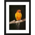 thumbnail image 2 of Sun Conure, Animals Framed Art Print Wall Art by Lynn M^ Stone Sold by Art.Com, 2 of 6