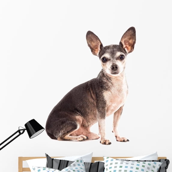 Closeup Portrait Cute Chihuahua Wall Mural by Wallmonkeys Peel and Stick Graphic (48 in W x 32 in H) WM139899
