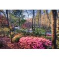 thumbnail image 7 of Azalea Duc De Rohan Plants  3 Live Seedlings  Rhododendron Duc De Rohan  Perfect for Colorful Hardy Gardens  Vibrant Salmon-Pink Colored Blooms, 7 of 7