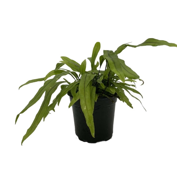 Kangaroo Paw Fern - Microsorium diversifolium - 4" Pot