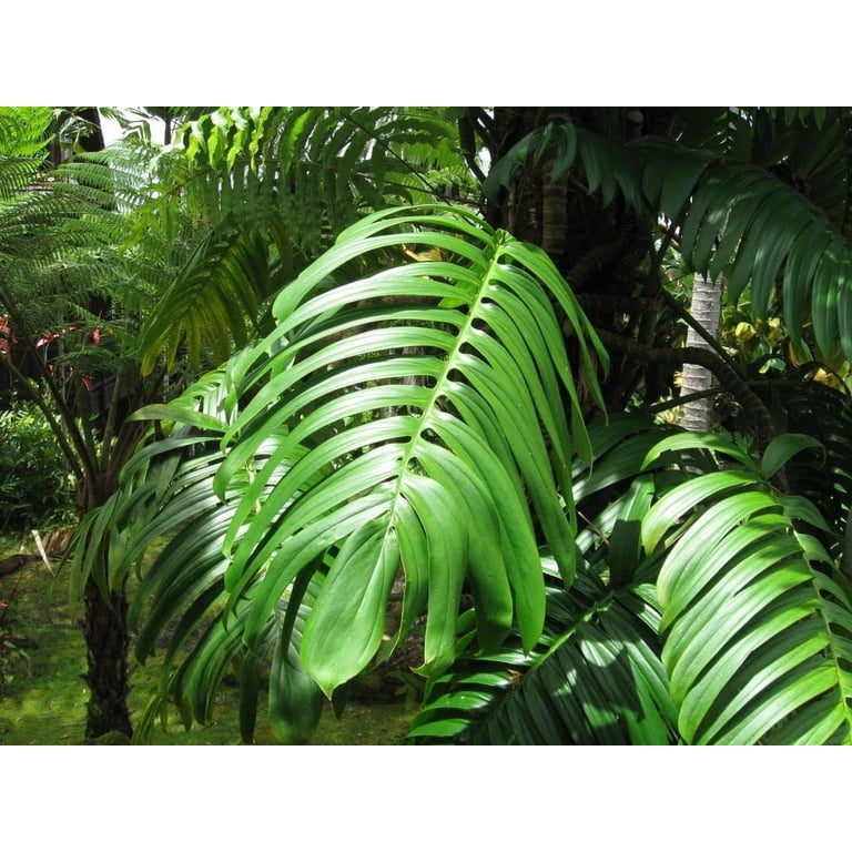 philodendron aroid Rare XL Philodendron Joepii Tall Aroid Plant in 3.5