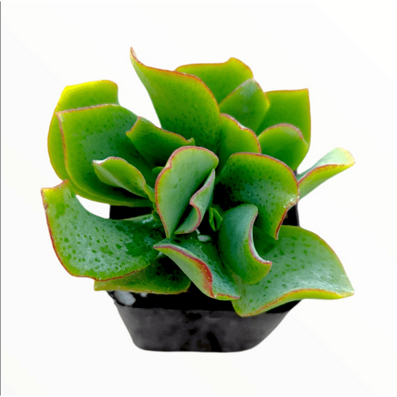 Crassula Arborescens Undulatifolia 'Ripple Jade' Succulent Live Plant 2 Inch for Indoor Outdoor Home Office Garden Decor