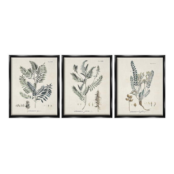 Stupell Industries Woodland Plant Studies Botanical & Floral Painting Black Floater Framed Canvas Art Print Wall Art, 17 x 21, Set of 3