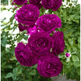 thumbnail image 4 of Twilight Zone Purple Rose Plant Live for Planting - Grandiflora Roses Live Plant - Heirloom Rose Plant for Garden 4 to 7 Inch Tall, 4 of 6