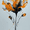 Abstract Orange Black Flower, variant on UXIEQU Abstract Orange Black Flower Canvas Wall Art 15.75x11.81 Inches