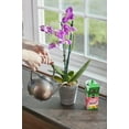 thumbnail image 6 of Miracle-Gro Water Soluble Orchid Food, 8 oz., For All Acid-Loving Plants, 2-Pack, 6 of 9