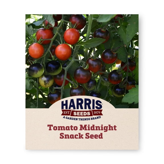 Harris Seeds Midnight Snack F1 Tomato, Indeterminate Cherry Tomato, 50 Count