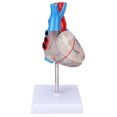 thumbnail image 3 of Loewten Human Heart Teaching Model,Heart Organ Model,Heart Model Human Transparent Design Multipurpose Heart Teaching Model For Teaching Aids, 3 of 8