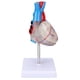 thumbnail image 3 of Modelo de órgano cardíaco, modelo de corazón humano transparente, modelo de enseñanza de corazón humano, simulación de modelo de corazón, funcionalidad versátil, 3 of 8