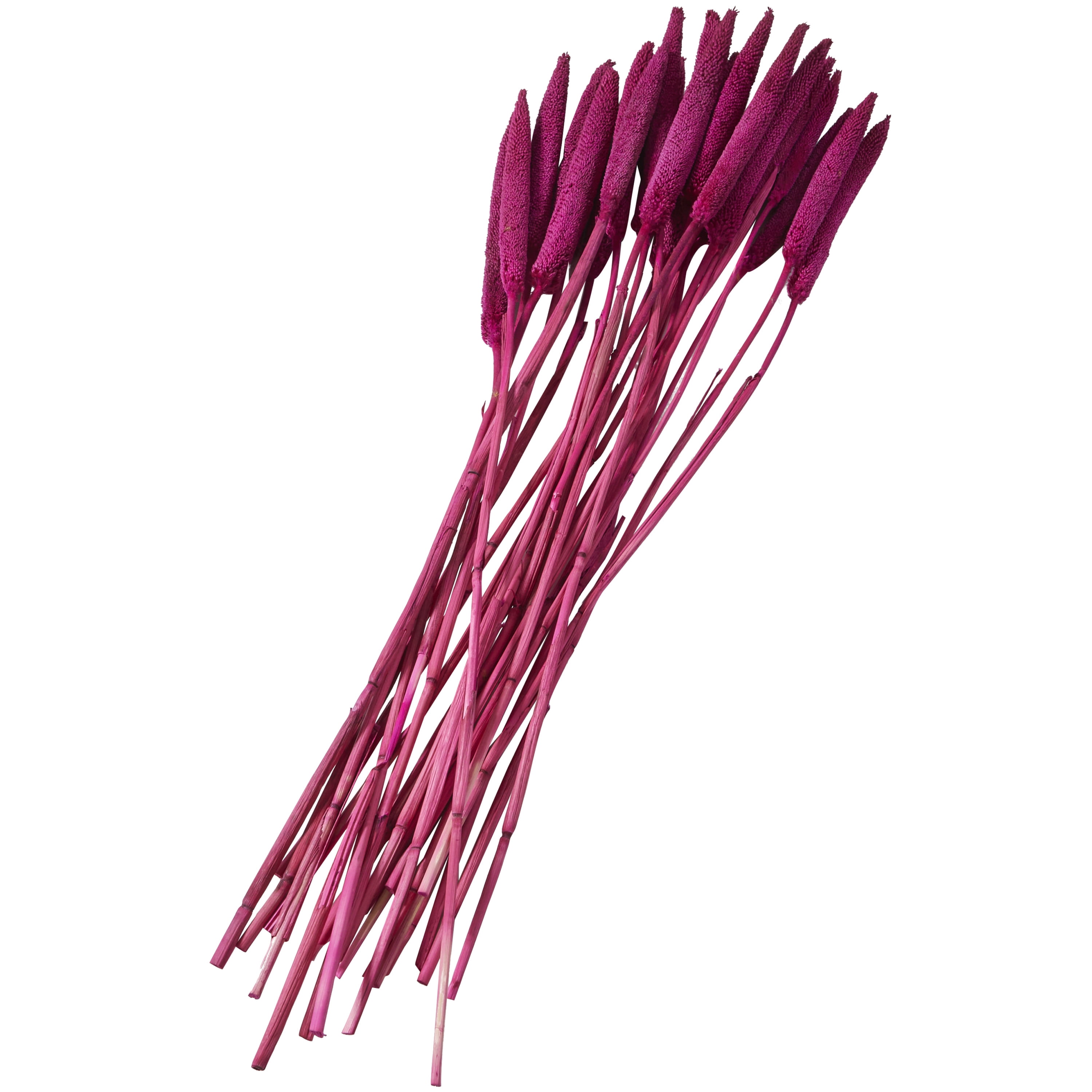 20" Dried Plant Natural Foliage Bunny Tail Bouquet with Long Stems, by DecMode