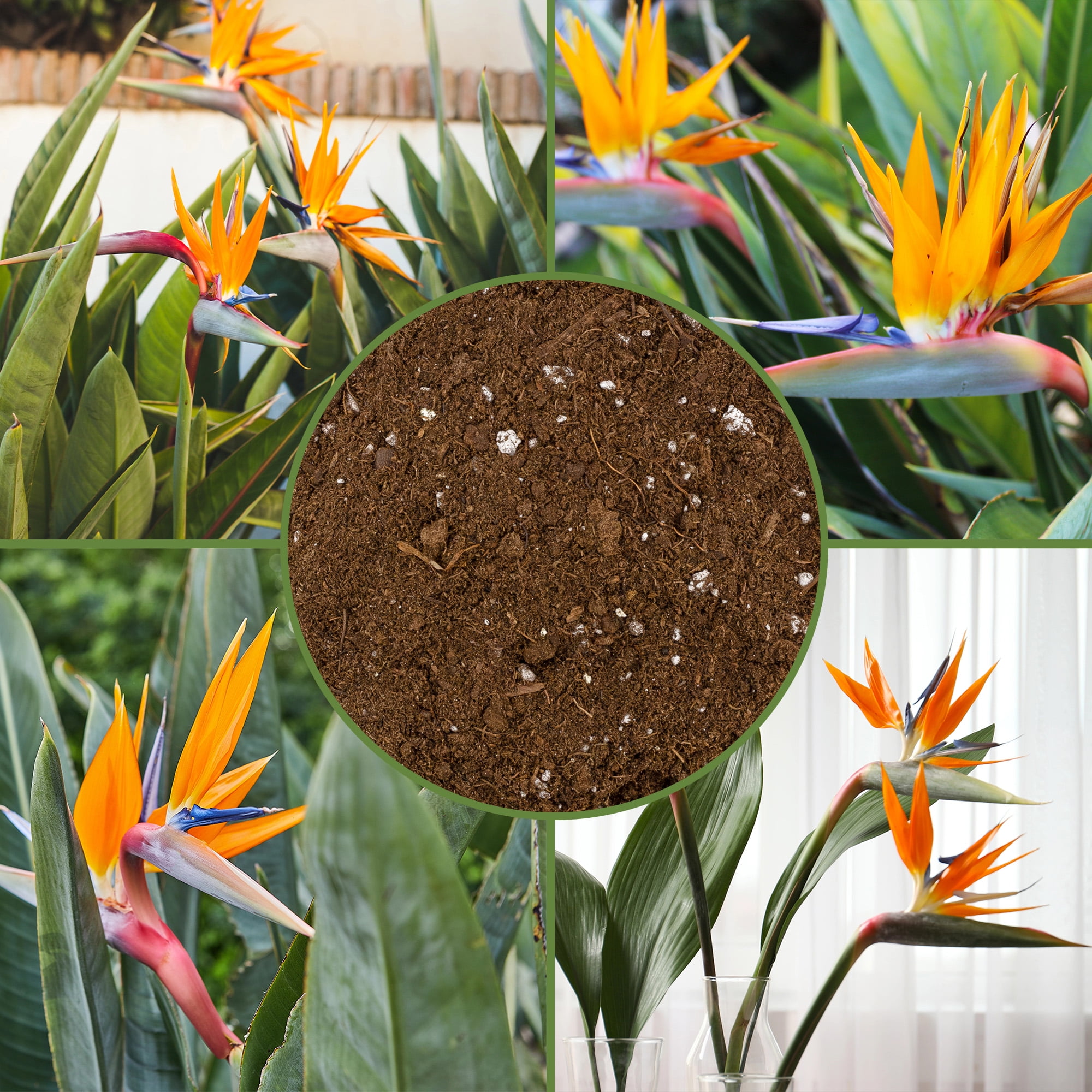 Bird of Paradise Potting Soil Mix (8 Quarts), All Natural Mix for Indoor / Outdoor Container Tropical Plants
