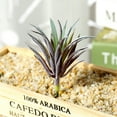 thumbnail image 3 of 1 Pc Realistic Artificial Succulent Yucca Vera, Unpotted Greenhouse Plant for Home Garden Decoration, 3 of 8