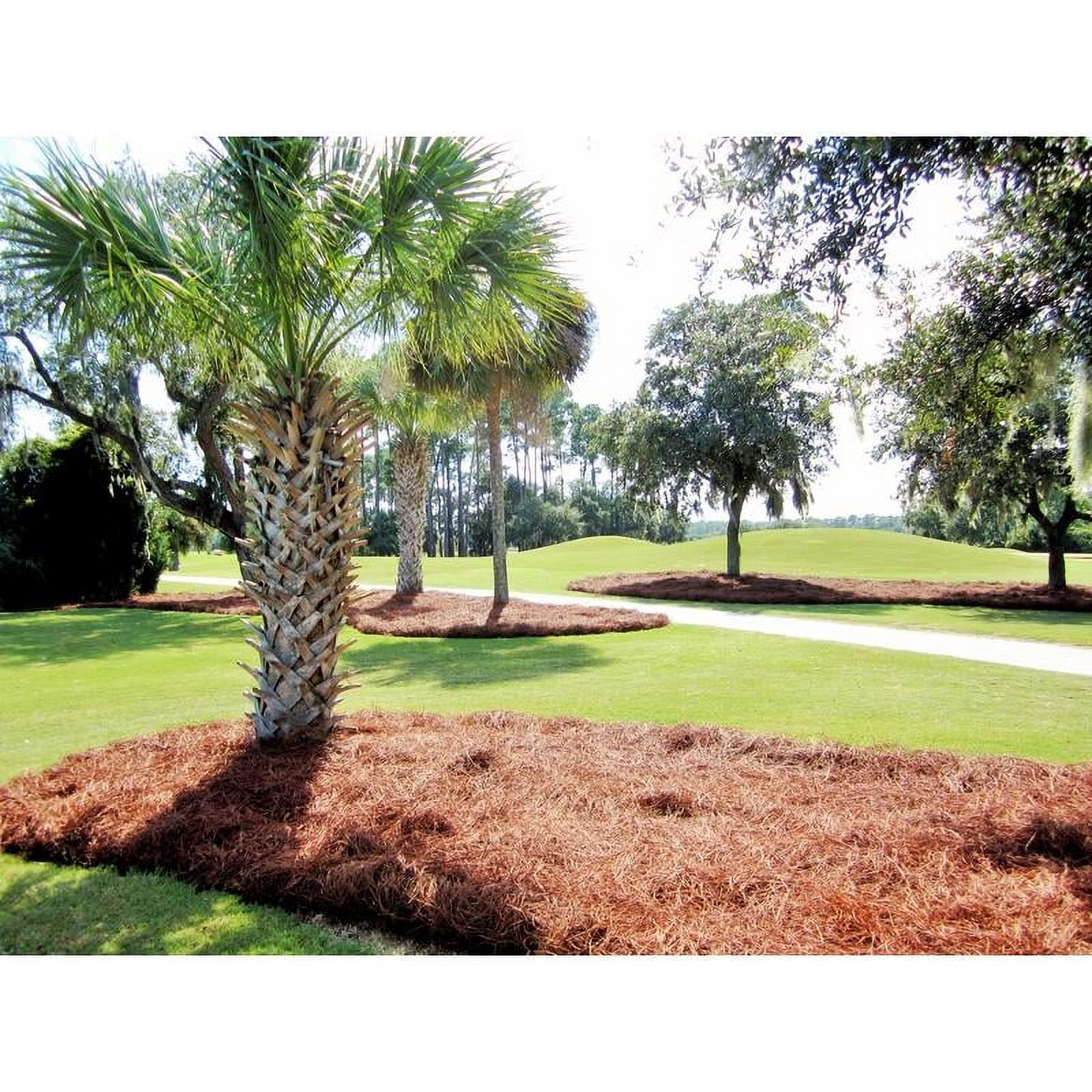 CleanStraw Longleaf Pine Straw Mulch 2.3 cu. Ft.