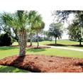 thumbnail image 6 of CleanStraw Longleaf Pine Straw Mulch 2.3 cu. Ft., 6 of 7