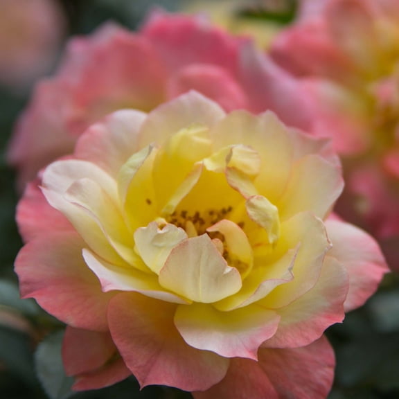Proven Winners ColorChoice 5" Multicolor Oso Easy Italian Ice Rose Live Plant in 4.5" Pot (4 Count)