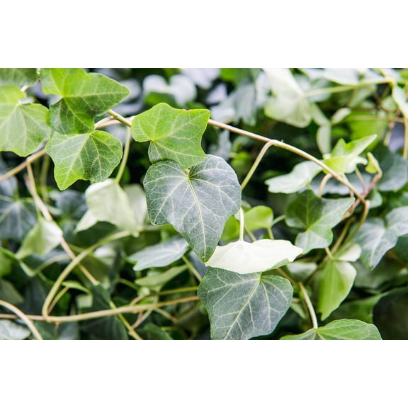 6 in. English Ivy - Air Cleaning - Indoor or Outdoor Plant
