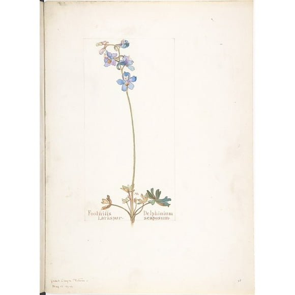 Foothills Larkspur, Delphinium scaposum Poster Print by Margaret Neilson Armstrong (American, New York 1867 �1944 New York) (18 x 24)