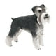 thumbnail image 5 of Figura de perro realista en miniatura, Schnauzer estándar, manualidades de imaginación, juguete realista de PVC, estatua de perro Animal coleccionable, 5 of 10