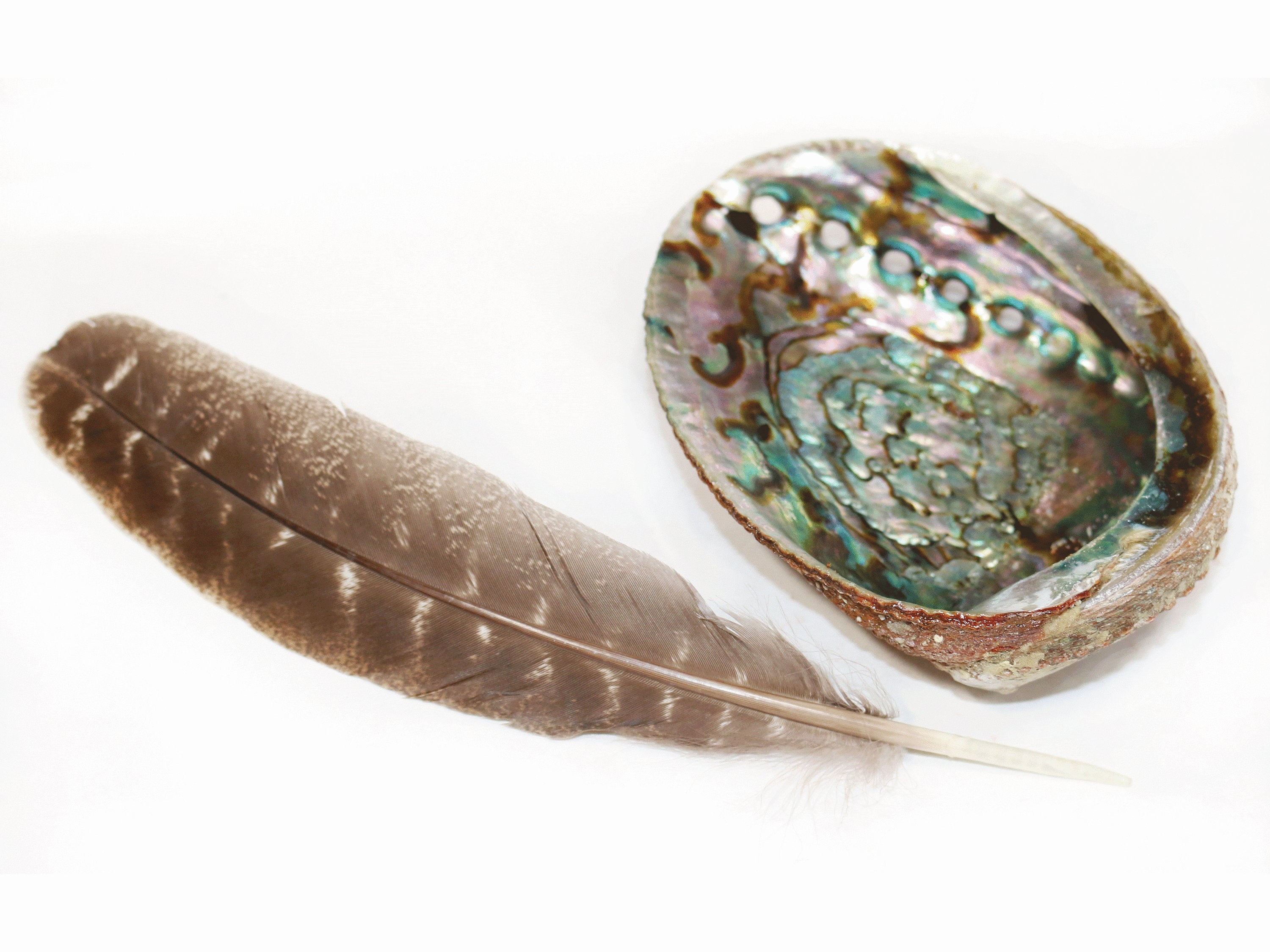 Soul Sticks Large Green Abalone Shell & Brown Turkey Feather for Smudging