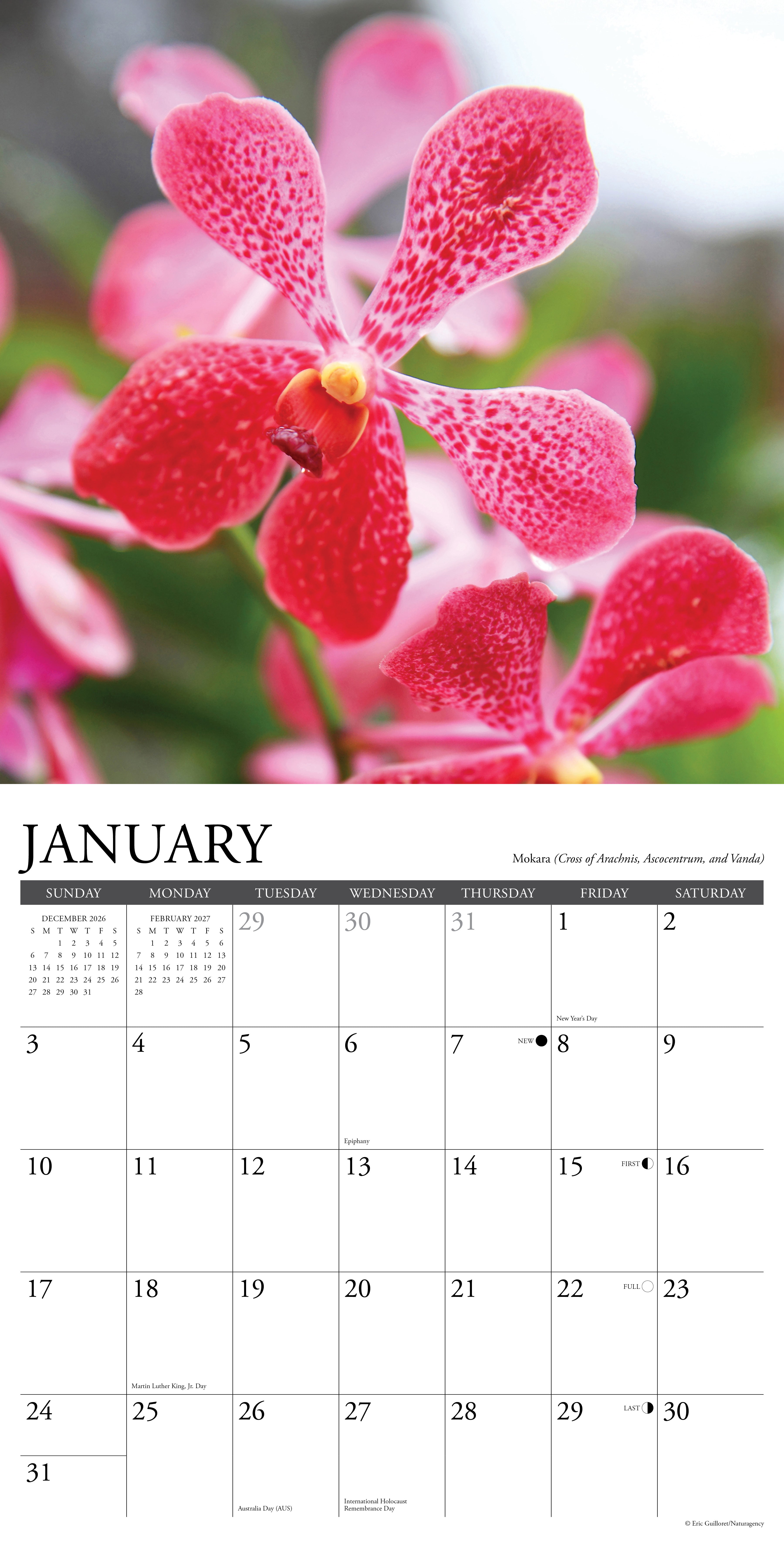 Willow Creek Press, Orchids 2027 Wall Calendar
