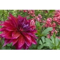 thumbnail image 2 of Bush, Marie 24x17 Black Ornate Wood Framed with Double Matting Museum Art Print Titled - OR, Portland Dahlia and phlox with droplets, 2 of 4