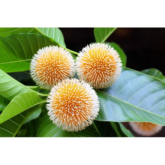 Serendipity Seeds Kadam Tree 20 Plant Seeds, Beautiful foliage and unique flowers