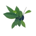 thumbnail image 4 of Hoya Pubicalyx in a 2 inch Pot, Live Rooted Potted Rare Succulent, 4 of 7