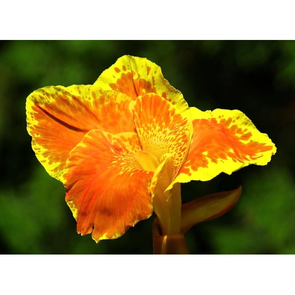 Yellow King Humbert Canna Lily Bulbs for Planting -Vibrant Yellow and Red Flowers to Grow Rhizome/Bulb/Plant (3 Bulbs)