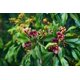 thumbnail image 4 of Living Libations - Suero facial Ensorcell rejuvenecedor orgánico | Belleza limpia natural a base de plantas (1 oz | 30 ml), 4 of 5
