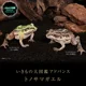 thumbnail image 5 of Enciclopedia biológica Bandai Gashapon Adornos de animales simulados Modelo coleccionable móvil Rana de pliegue lateral con manchas negras Rana, 5 of 5