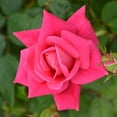 thumbnail image 3 of The Knock Out® Family of Roses 'The Red Double Knock Out® Rose' Live Shrub in 1-Gallon Grower Pot, 3 of 4