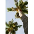 thumbnail image 2 of Millet, Karyn 13x18 White Modern Wood Framed Museum Art Print Titled - Below the Palms II, 2 of 4