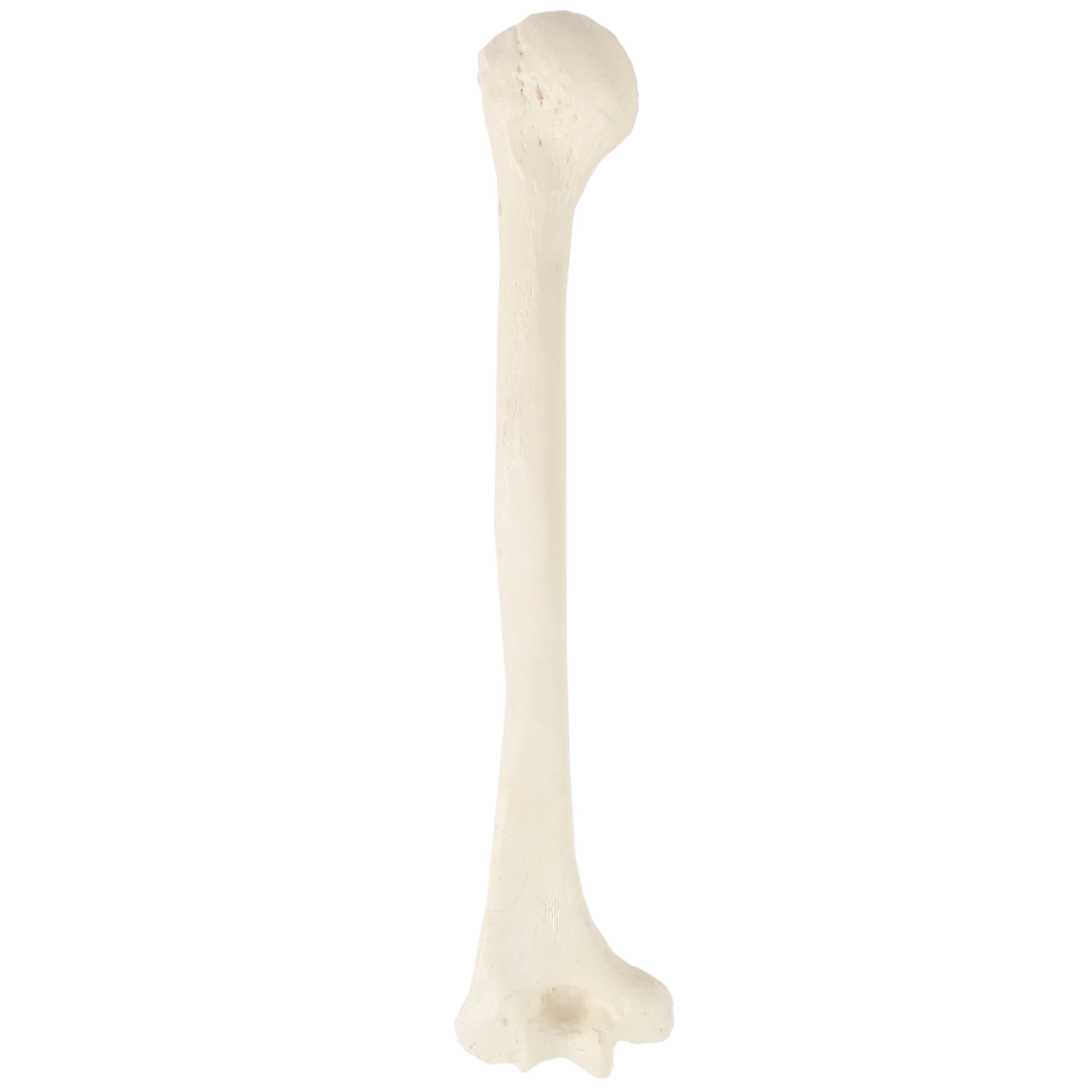  Human Humerus 2 Pieces, Earth-Tone Brown Relic, Left and Right  Arm Bones Replica Life Size for Anatomical - Medical School Studies :  Industrial & Scientific
