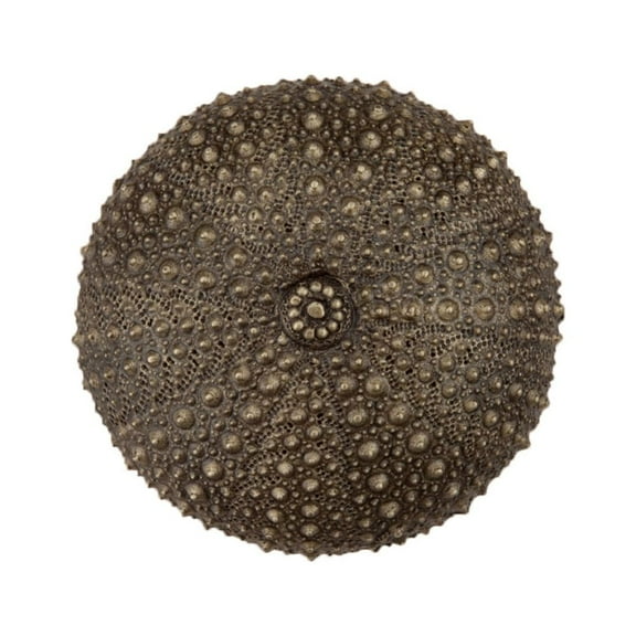 Acorn Manufacturing DP7AP Artisan Collection Sea Urchin Knob, Antique Brass