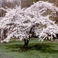 thumbnail image 3 of Akebono Flowering Cherry Tree, Dormant Tree, Cherry Blossom for Garden, 6-12 Inch in 2,5 Inches Pot, 3 of 6