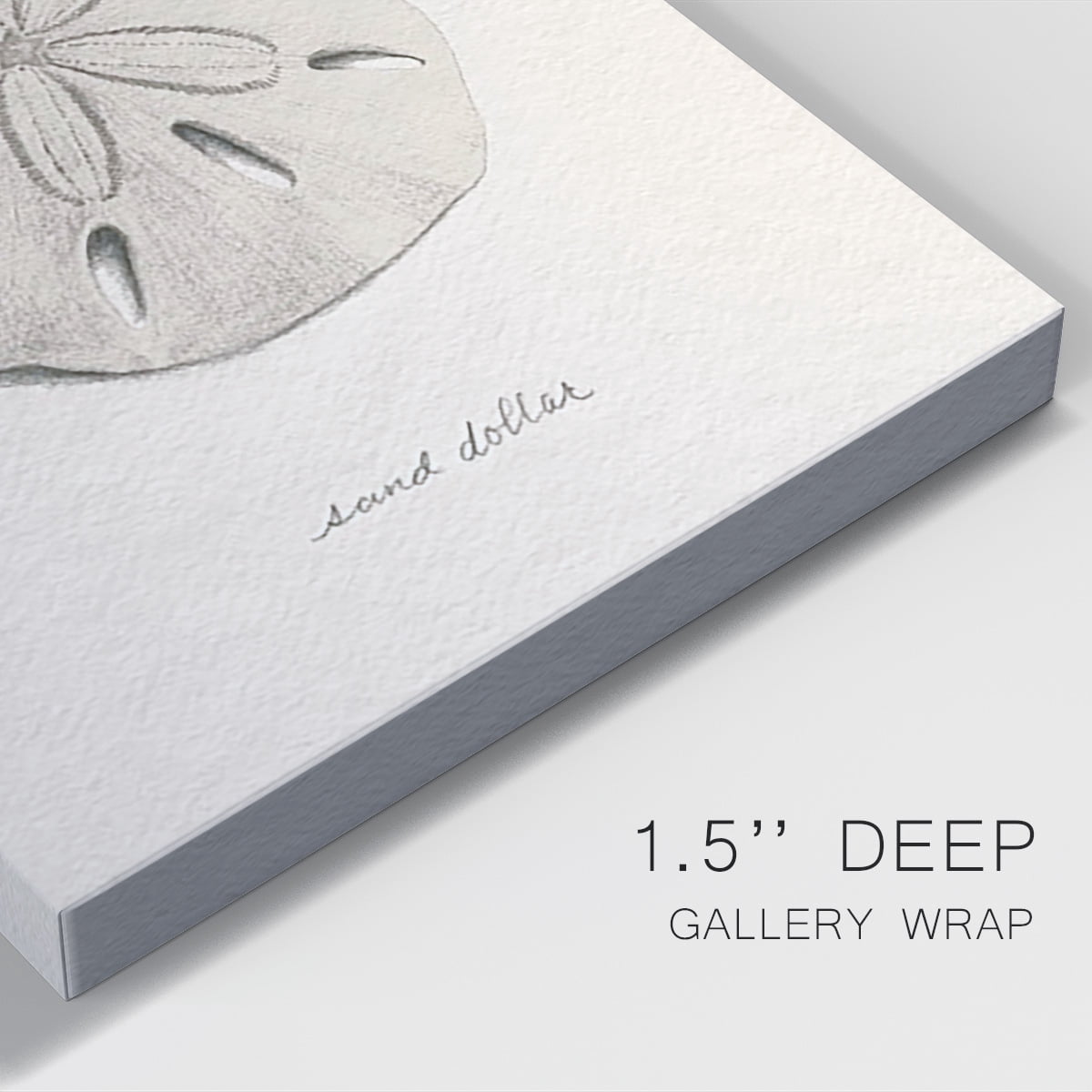 Shore Treasure Study III Premium Gallery Wrapped Canvas - Ready to Hang
