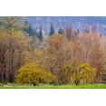 thumbnail image 2 of Gulin, Sylvia 18x14 White Modern Wood Framed Museum Art Print Titled - USA-Washington State-Carnation early spring and trees just budding out and Canada Geese, 2 of 4