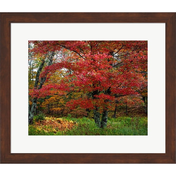 Great Art Now Catskill Maple by George Cannon, Framed Wall Art, 21.75W x 18.75H