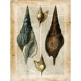 thumbnail image 2 of Vision Studio  12x14 Black Ornate Wood Framed with Double Matting Museum Art Print Titled - Small Antiquarian Seashells II, 2 of 4