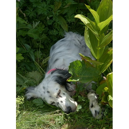 English Setter Sticker (Peel-n-Stick Poster of Sleep Dog Concerns English Setter White Setter Poster 24x16 Adhesive Sticker Poster)