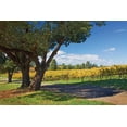 thumbnail image 2 of Rita Crane 24x17 Gallery Wrapped Canvas Wall Art Titled - Oak and Vine IV, 2 of 4