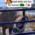 thumbnail image 3 of Paquete de 2 bolas de terapia para caballos, alimentador de heno, juguetes para caballos, juguetes de polo, caballos, cabras, ovejas, juguetes para aliviar el estrés, caballos, juguetes aburridos JM, 3 of 5