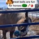 thumbnail image 3 of Paquete de 2 pelotas de terapia para caballos, comedero de heno, juguetes para caballos, juguetes de polo, juego para caballos, cabras, ovejas, juguetes para aliviar el estrés, caballos aburridos, 3 of 5