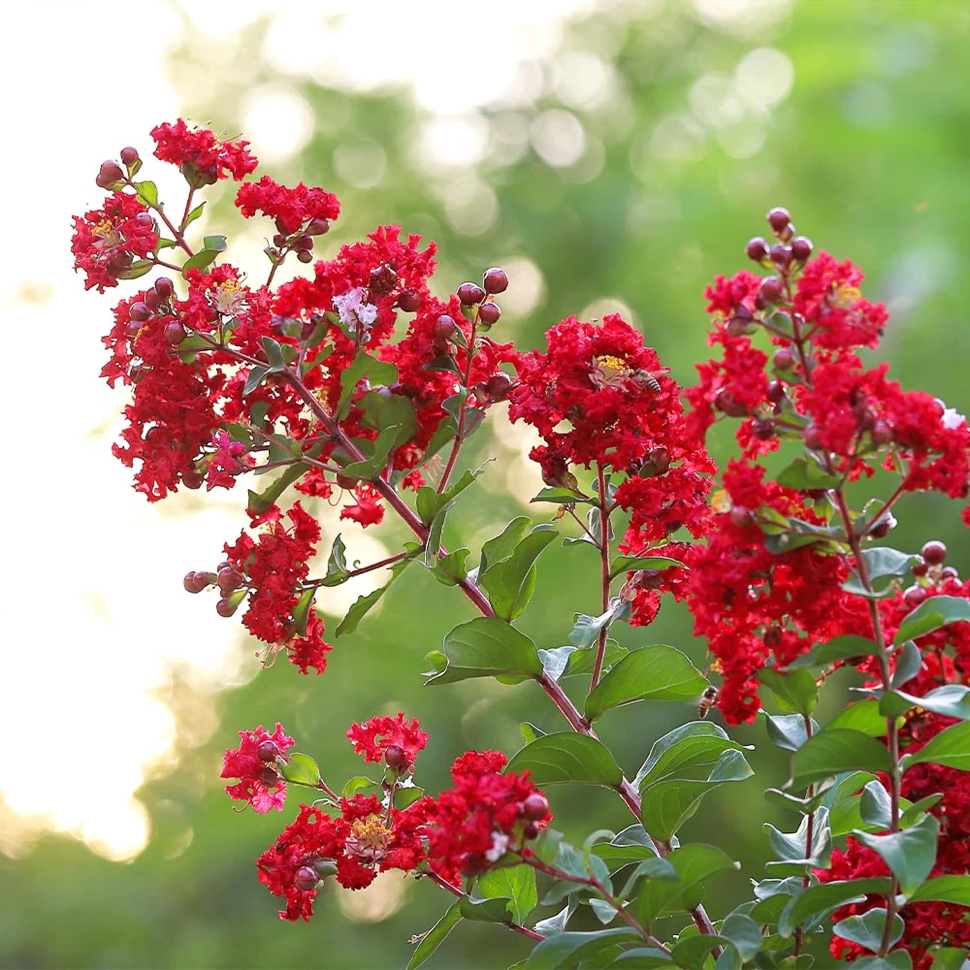 Southern Living Crape Myrtle Colorama Scarlet Live Shrub in 5-Gallon Grower