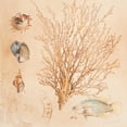 thumbnail image 3 of Loreth, Lanie 12x12 Black Modern Framed Museum Art Print Titled - Coral Medley II, 3 of 5
