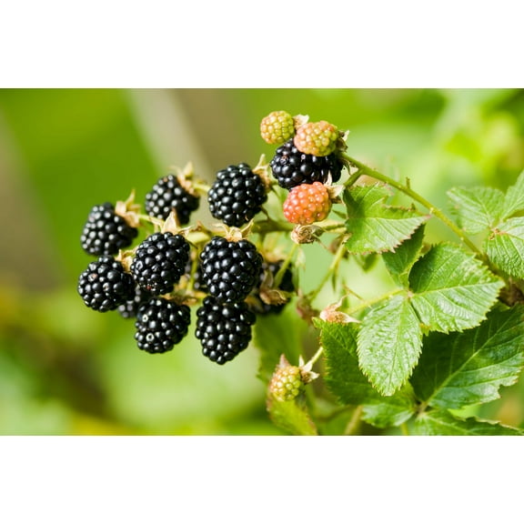 25 TRAILING BLACKBERRY Pacific Rubus Ursinus Vining Shrub Fruit Berry Seeds