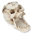 thumbnail image 2 of Portable Skull Head Pen Holder Storage Box Resin Statues Home Desk Decor Gift, 2 of 5